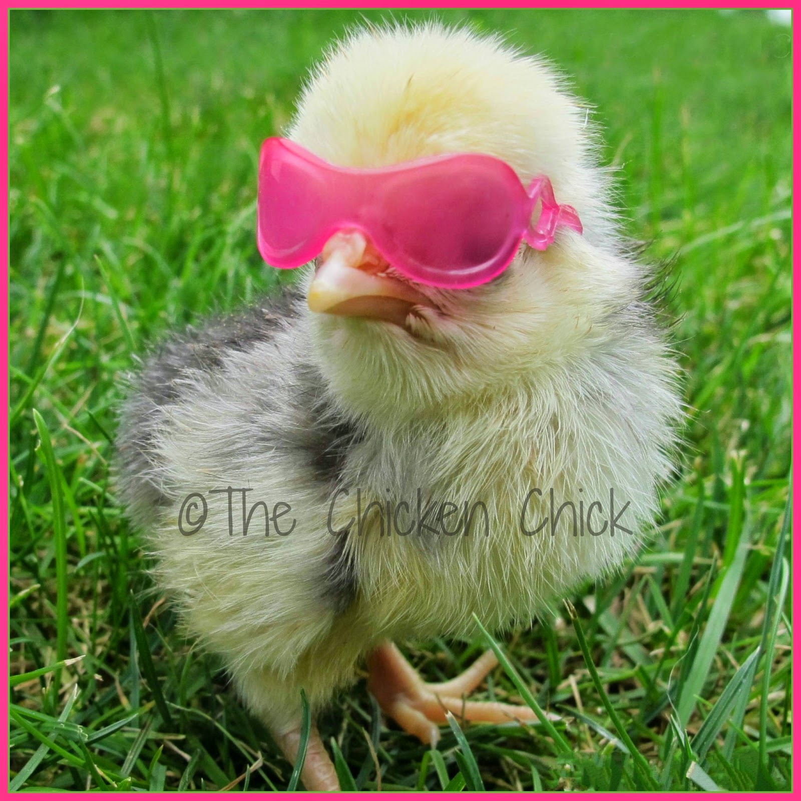 The Chicken Chick®: My Favorite Photos of Baby Chicks
