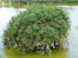 Cyperus involucratus - Souchet à feuilles alternes