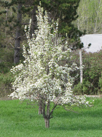 pear tree in bloom