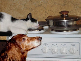 funny animals, dog and cat on stove