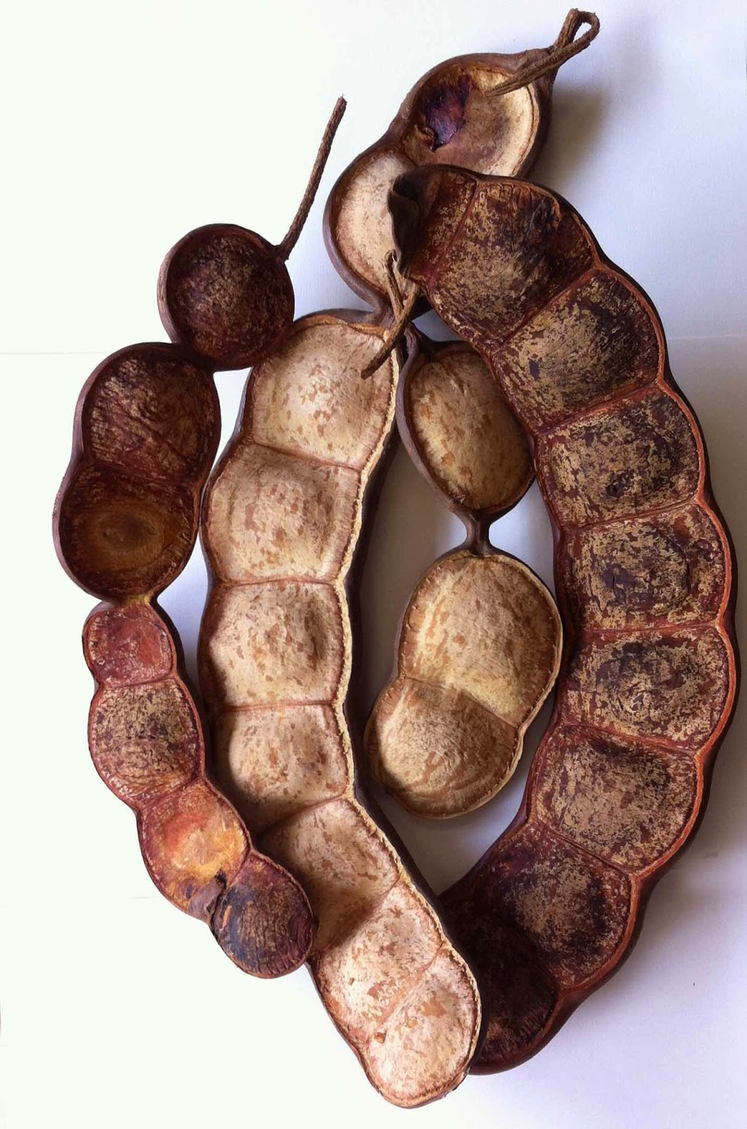  ENTADA RHEEDII AFRICAN DREAM HERB VIABLE 1 POD WITH 7 LADDER FOR CRAFT AND DECOR