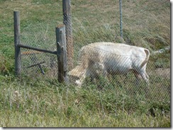The White Buffalo