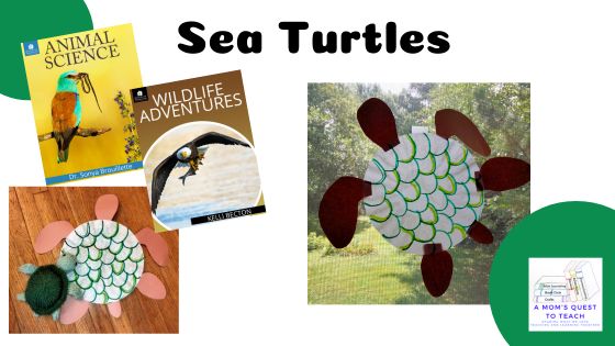 Sea Turtles; covers of two SchoolhouseTeachers.com courses; completed sea turtle craft