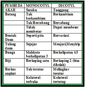 Perbedaan Monokotil dan Dikotil