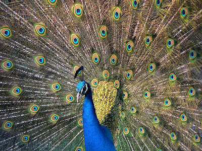 Beautiful Peacock Allfreshwallpaper