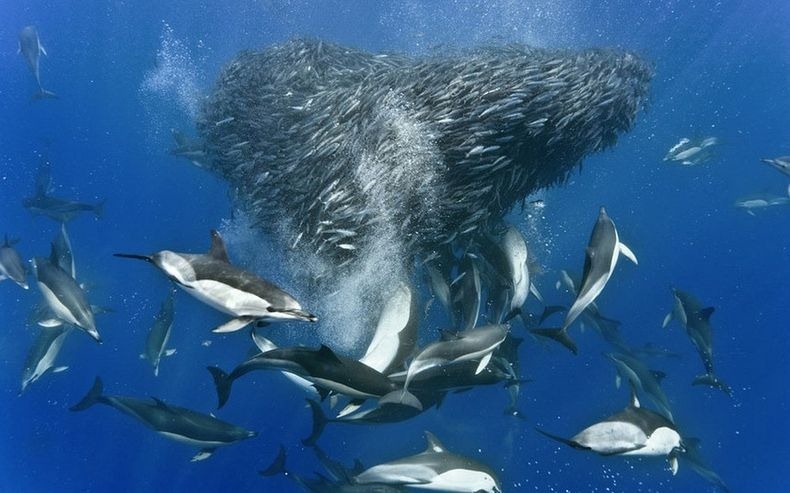 shark-and-mackerel-1 shark-and-mackerel-1