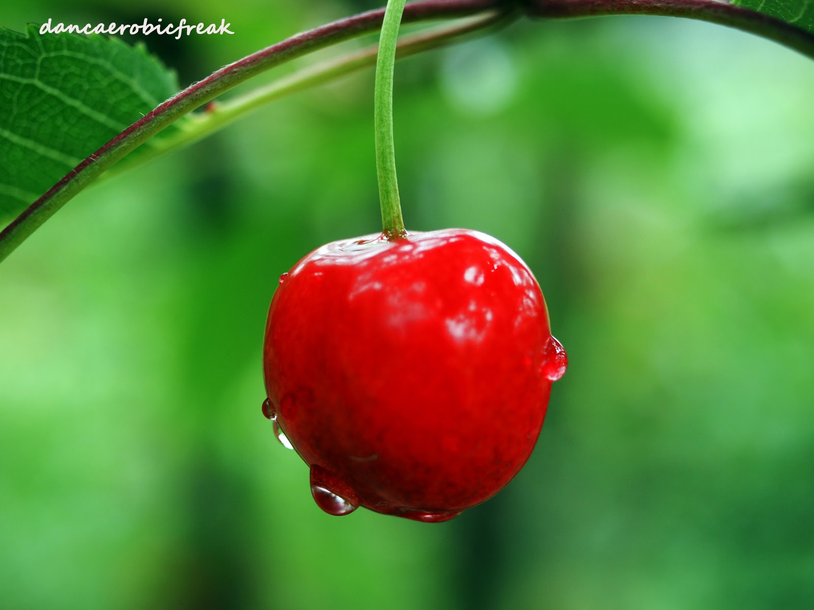 Dance Arobic Freak: Cherry Ohhhh Cherry : Pick your Own Cherry