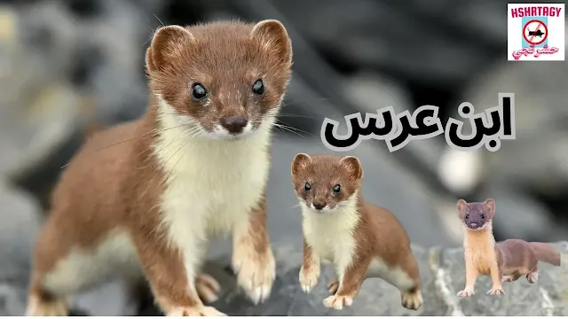 ابن عرس