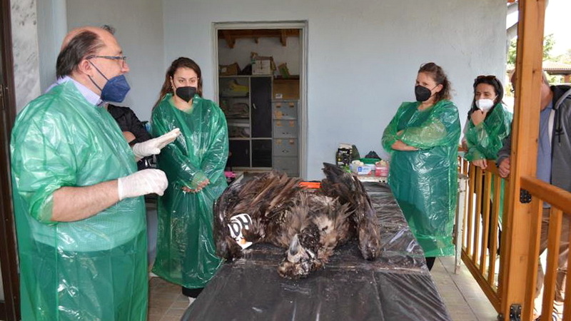 Σουφλί: Σεμινάριο για τη νεκροψία αρπακτικών πουλιών από το WWF Ελλάς σε κτηνιάτρους της Θράκης
