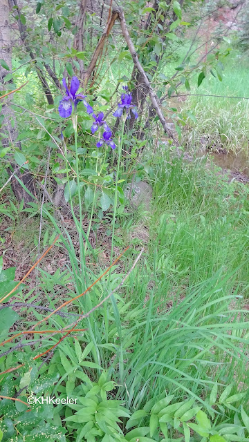 Rocky Mountain iris, Iris missouriensis