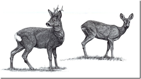 corzos