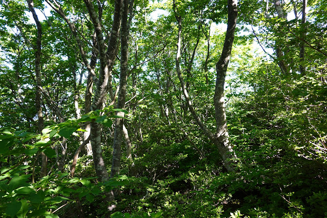 鳥取県西伯郡大山町大山　だいせんホワイトリゾート国際エリアの尾根道からの眺望