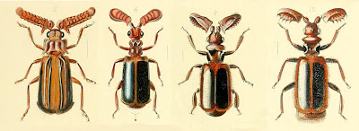 Paussine beetles