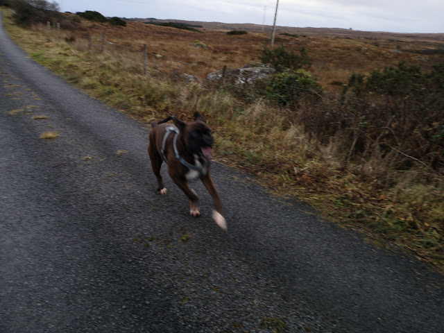 happy out running wild and playing young boxer dog