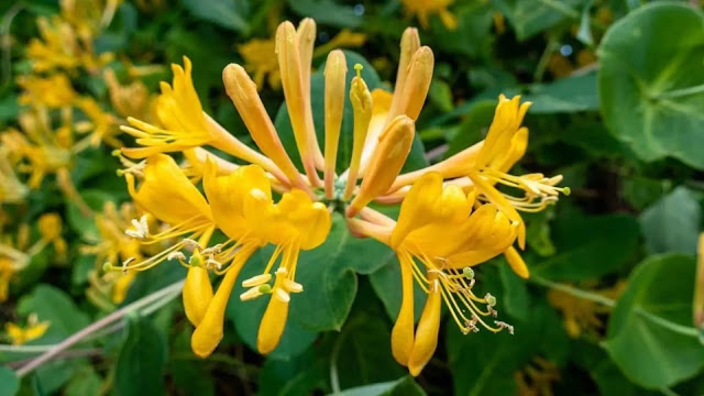 Honeysuckle