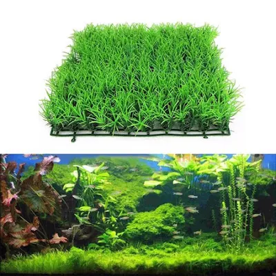 https://www.say.web.id/2018/12/cara-menanam-dan-merawat-hairgrass-pada.html