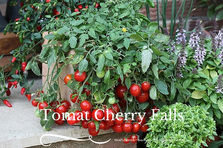 Tomat Cherry Falls