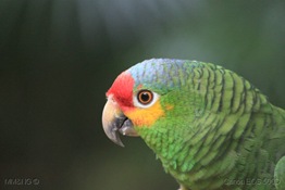 [208]_Papagaio_(amazona_autumnalis)1