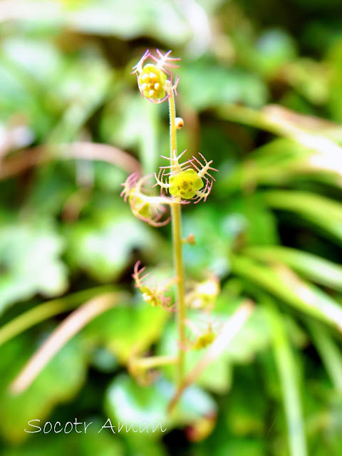 Mitella pauciflora