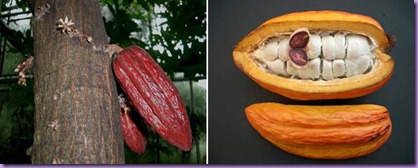 cacao