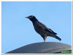 20110826_163922_002_NankangPark