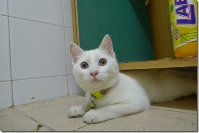 my little boy cat, Snowy