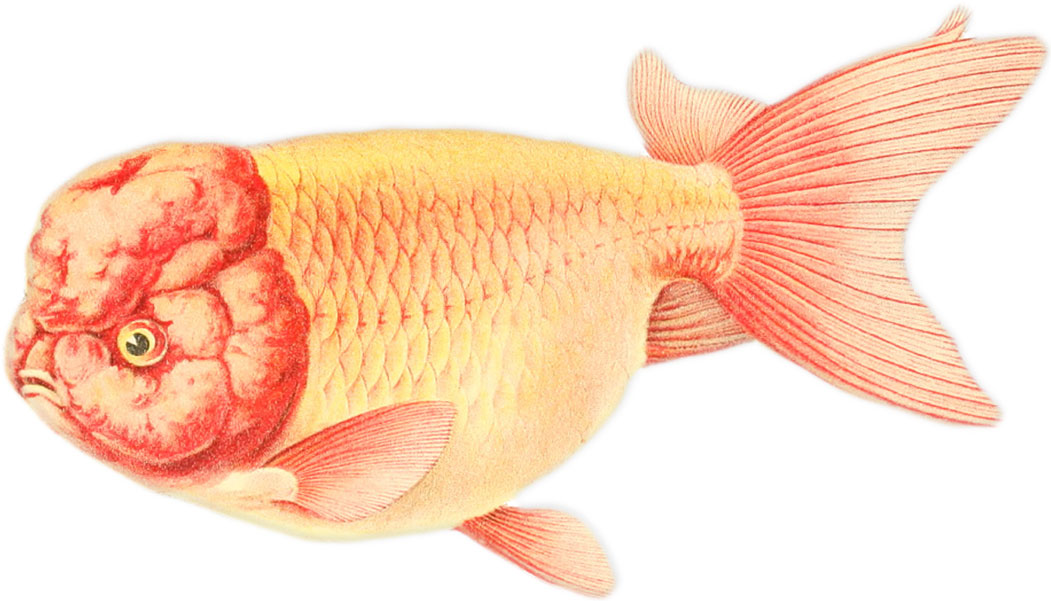 生き物イラスト図鑑 フリー素材 Free Biological Images ランチュウ Ranchu Goldfish