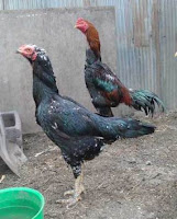 Koleksi gambar  ayam  betina  siam shamo jepang AYAM  ADUAN 