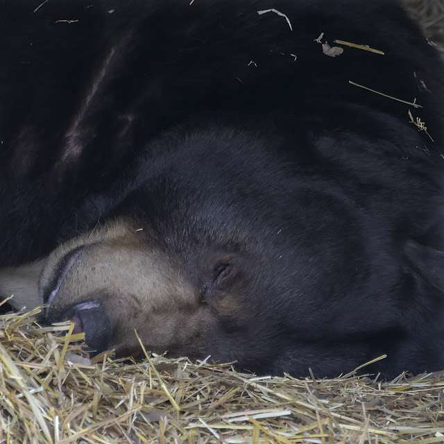 Animal Rescue conservation Folsom California Fur Zoo wildlife hibernate nose 