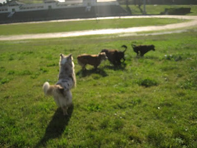 Australian Shepherd and Portuguese Water Dog