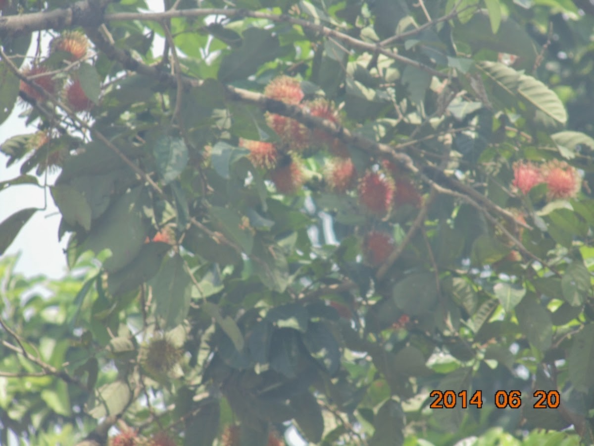 Musimnya buah Rambutan @ Kota Binjai Sumatera Utara 