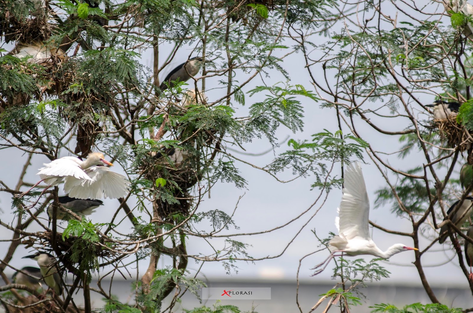 Xplorasi Habitat Burung Sebagai Wisata Alam Bebas Di Kota Medan