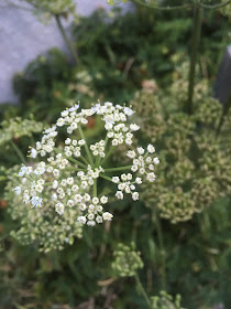 heracleum sphondylium