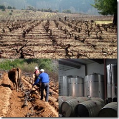 vinos