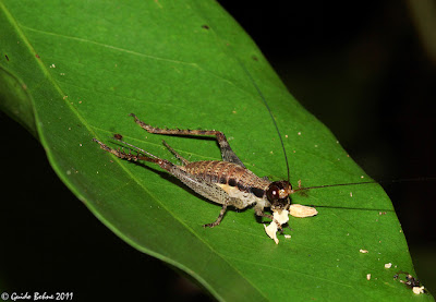 Eneopterine cricket