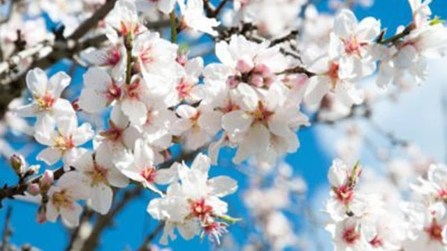 살구나무 꽃은 봄이 곧 올 것임을 상징하고, 하나님의 심판도 멀지 않았음을 뜻한다.