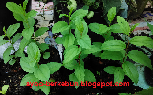 Menanam pohon  bidara  dari biji Ayo Berkebun