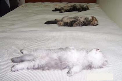 3 sleeping cats