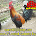 Mengenal bentuk dan jenis pakan ayam