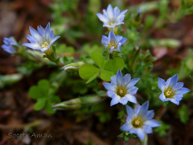 Gentiana squarrosa