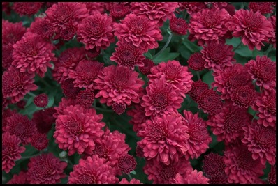 mums6