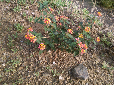 lantana camara