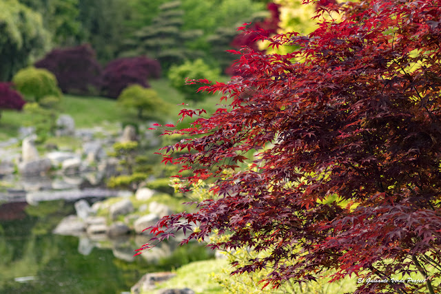 Arce Rojo de la Bambouseraie en Cévennes, Francia por El Guisante Verde Project