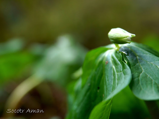 Trillium tschonoskii