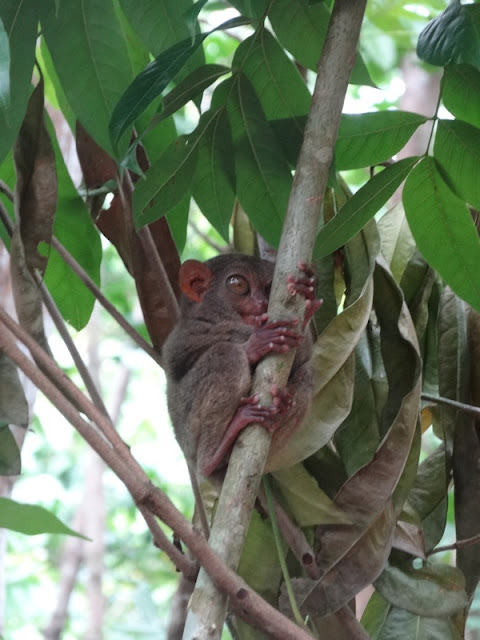 BOHOL : Loboc Tarsier Sanctuary / Philippines : 3 jours à BOHOL / www.by-laura.fr