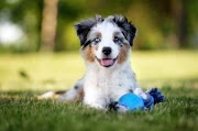 Comment éduquer un chiot Berger Australien: 8 conseils faciles