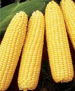 vegetable benefit of Corn
