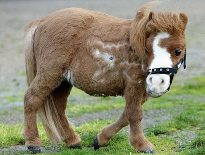 Charming Miniature Horse Koda Seen On lolpicturegallery.blogspot.com