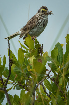 Savannah Sparrow, Monomoy National Wildlife Refuge