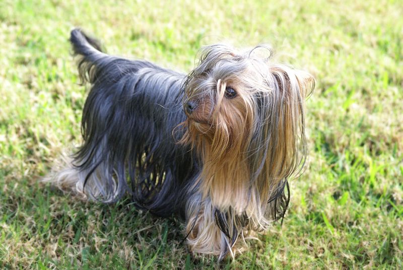 Pensione per cani - Cà Seûra 13 - 6645 Brione sopra Minusio